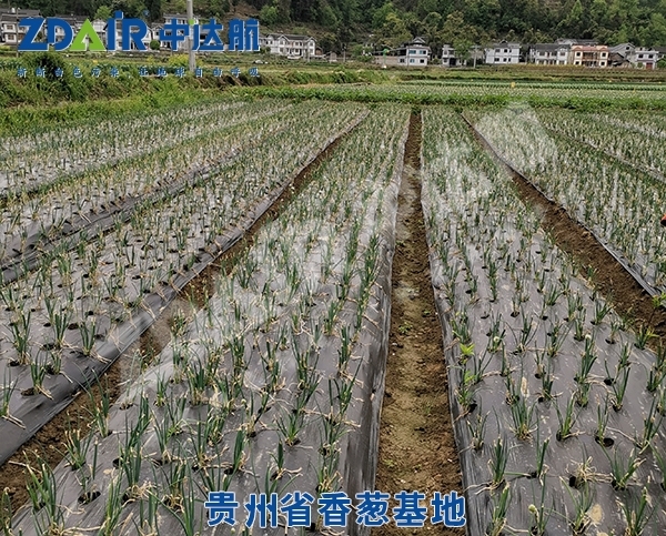 貴州省香蔥基地